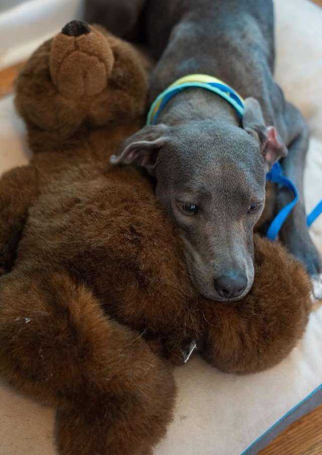 Ein Hund, der zusammen mit ihrem Teddybären abgeladen wurde, bekommt einen neuen Vater, der sie niemals verlassen würde