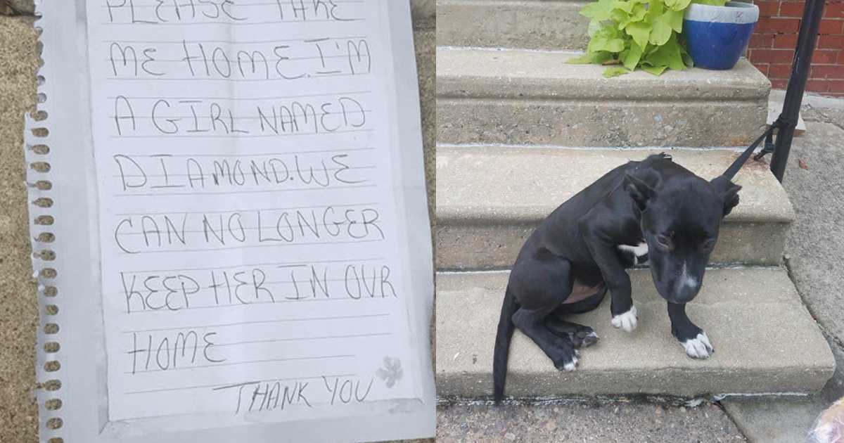 Mann fand Hund zusammen mit Pizzastücken und einer traurigen Notiz an einem Geländer zurückgelassen