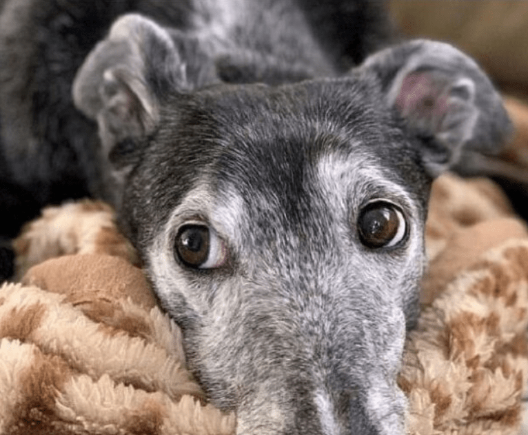 „Sie wird nicht laufen können…“, sagten die Ärzte zu dem weinenden Liebhaber: Der Hund beschloss, es zu versuchen