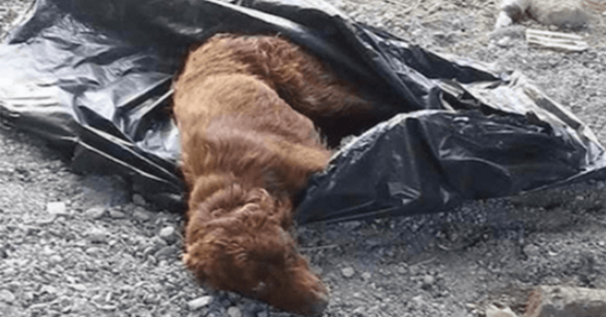 Ein Hund, der in einem Müllsack gefesselt und an einem Flussbett verrottet ist, wird gerade noch rechtzeitig gerettet