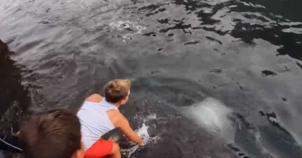 Video eines riesigen Stachelrochens, der aus dem Wasser auftaucht, um einen Jungen zu begrüßen, geht viral