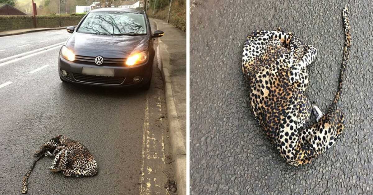 Mann hält sein Auto aus Angst an, um einem verletzten Leoparden zu helfen, der auf der Straße liegt