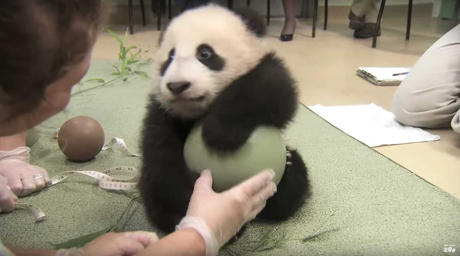 Sie haben versucht, Panda den Ball abzunehmen, er bekommt den bezauberndsten Wutanfall