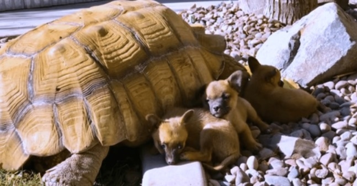 Verlassene Welpen freunden sich mit einer einsamen Riesenschildkröte an