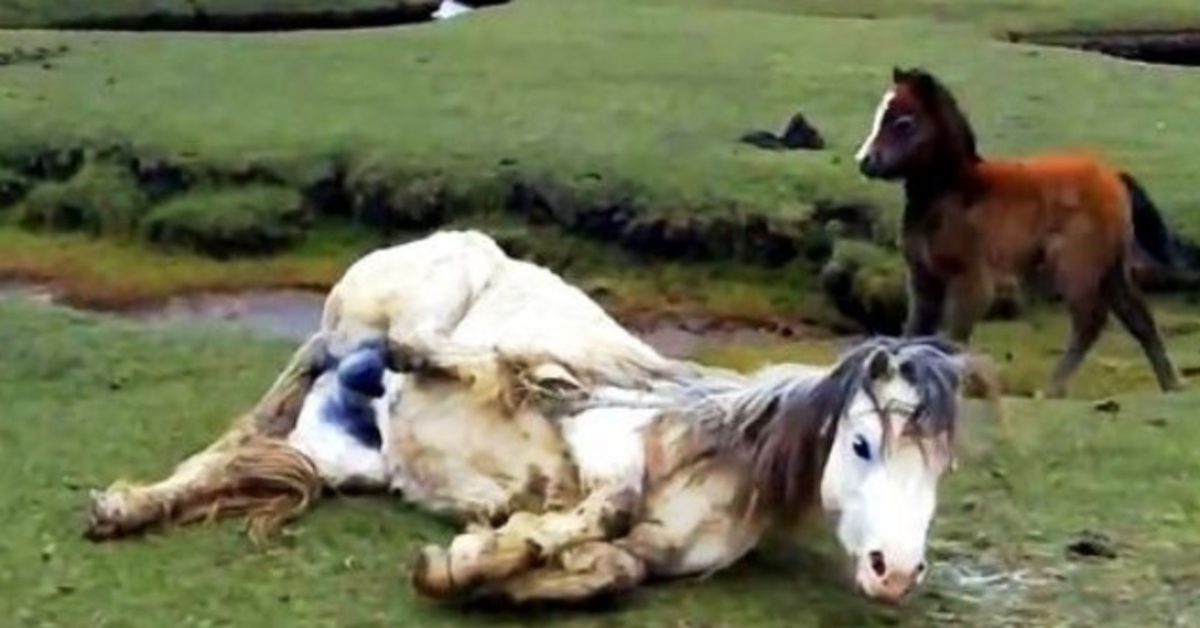 Mama Horse verheddert sich schwer und stürzt, das Fohlen gerät in Panik, als es die Flut kommen sieht