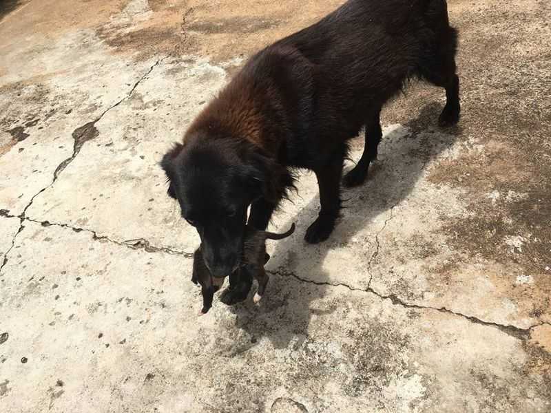 2 Heldenhunde greifen ein, um einen winzigen Welpen zu retten, den jemand in den Müll geworfen hat