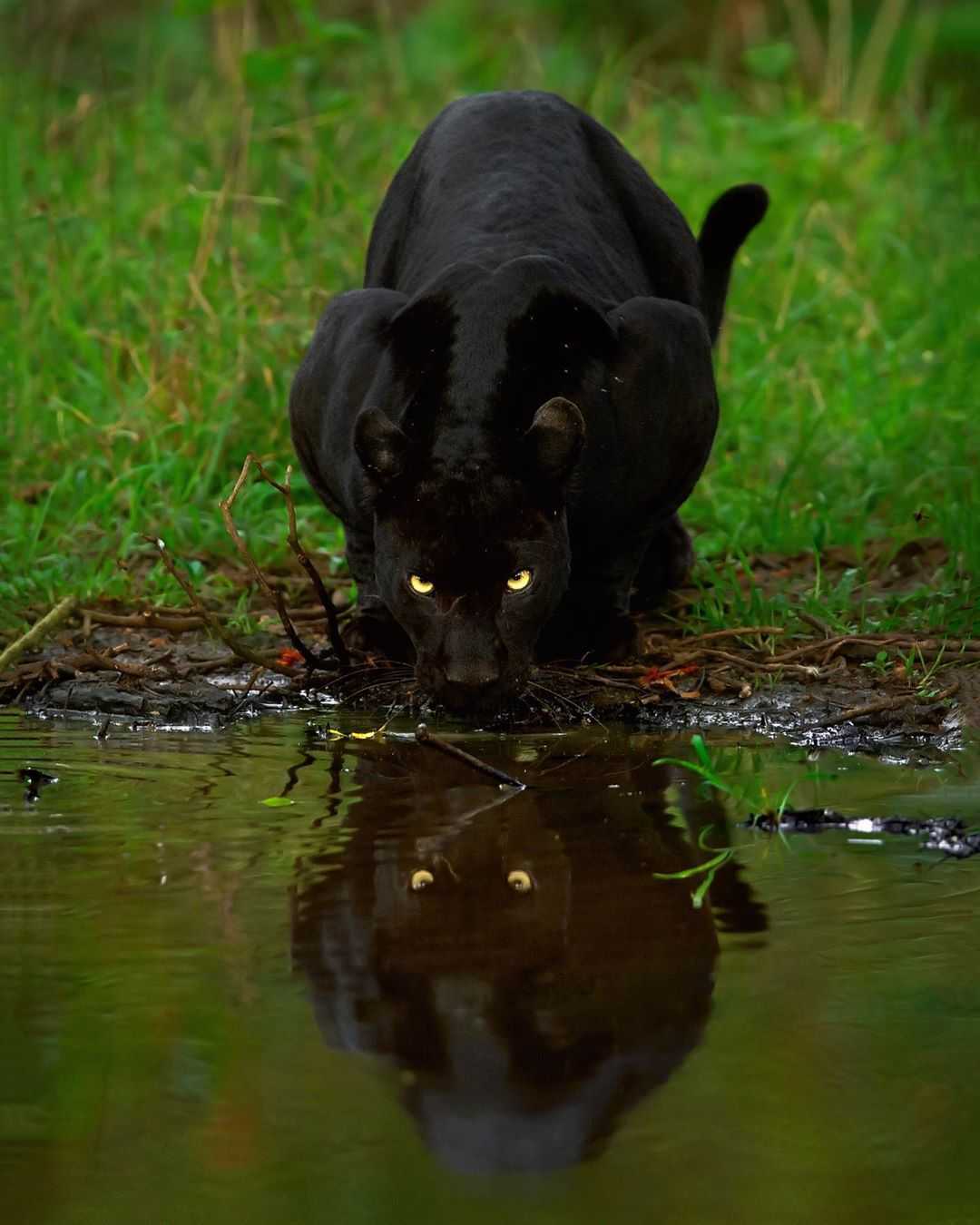 Fotograf nimmt unglaubliches Foto eines Leoparden- und Schwarzpanther-Paares auf