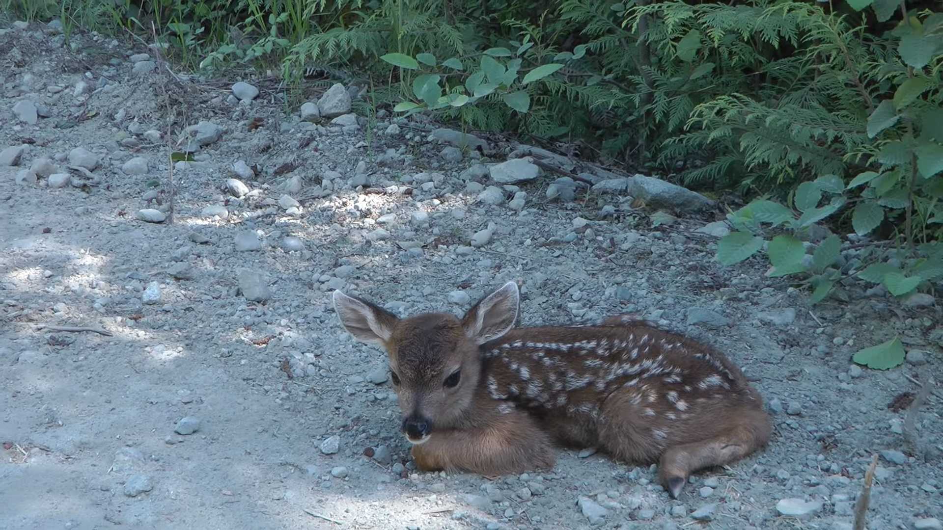 Einsames Rehbaby verwechselt Holzfäller mit ihrer Mutter und wärmt damit das Herz