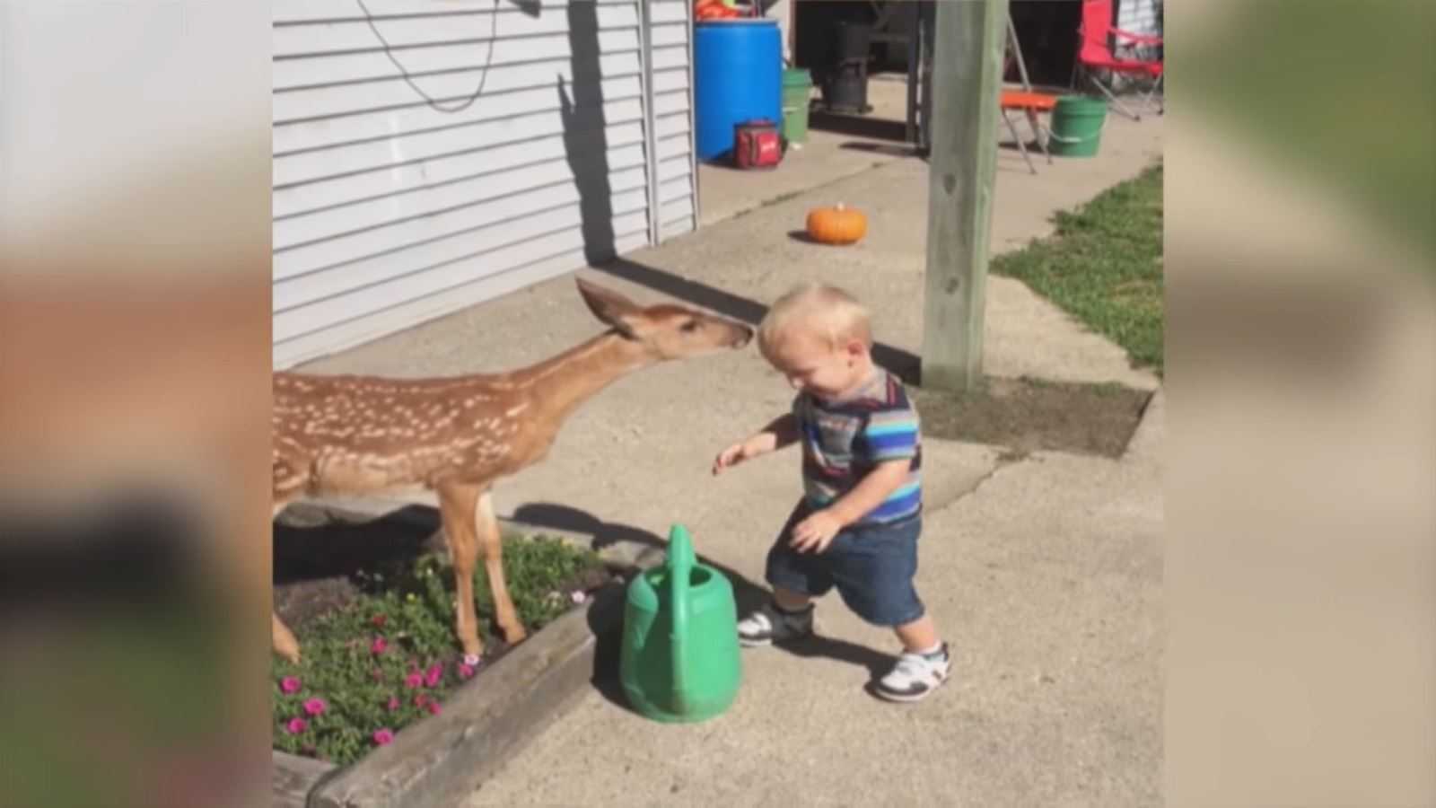 Kleiner Junge freundet sich mit einem Hirsch an und bekommt im Gegenzug viel mehr, als er erwartet hatte