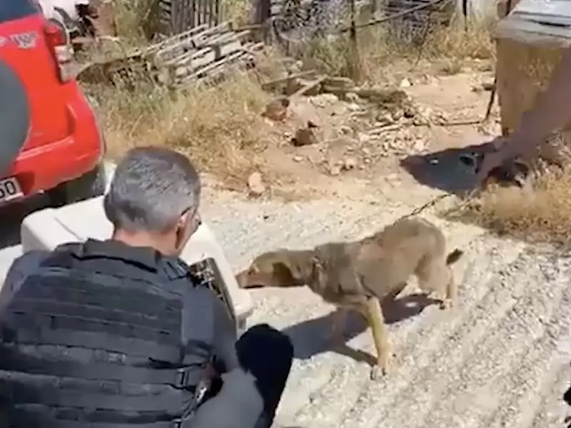 Ein Hund, der sein ganzes Leben an einer Kette verbracht hat, kann jetzt nur noch im Kreis laufen