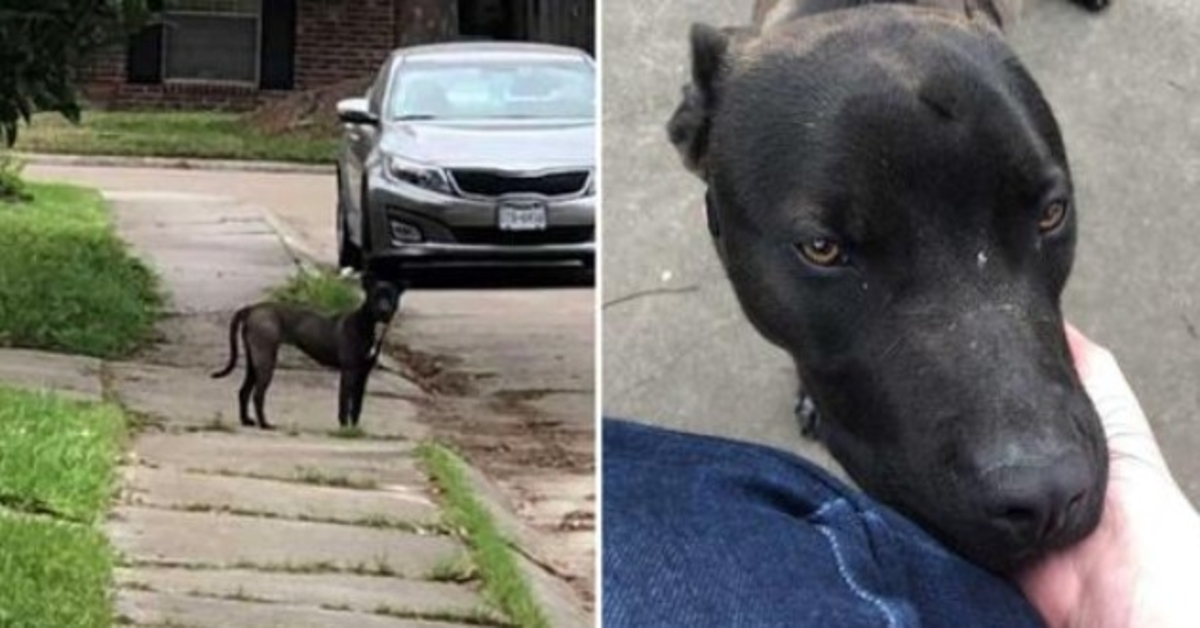 Streunender Hund schmilzt zusammen, als eine Frau ihn zum ersten Mal streichelt