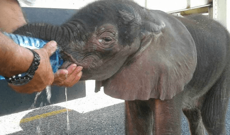 Kleiner Elefant kommt aus dem Nichts, er wurde von einer Gruppe LKW-Fahrer angehalten