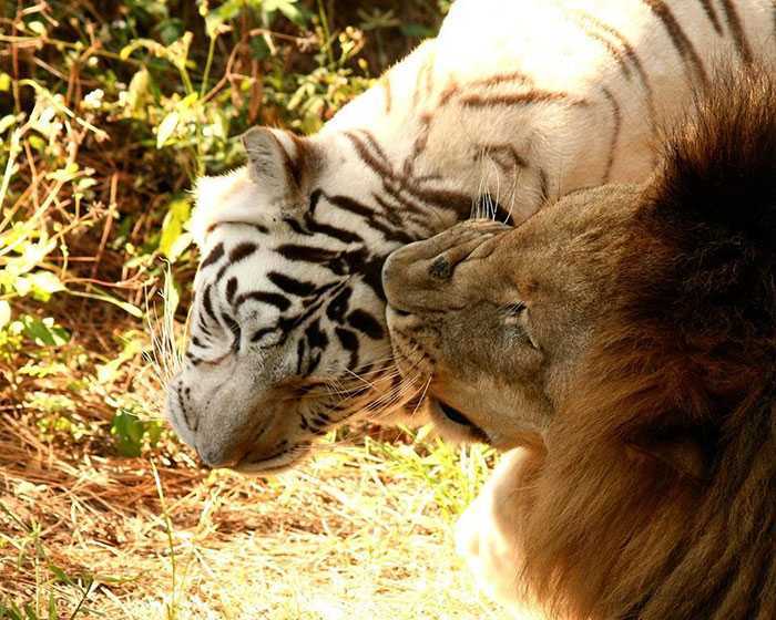 Löwe verliebt sich in weißen Tiger, sie fliehen gemeinsam aus dem Zoo