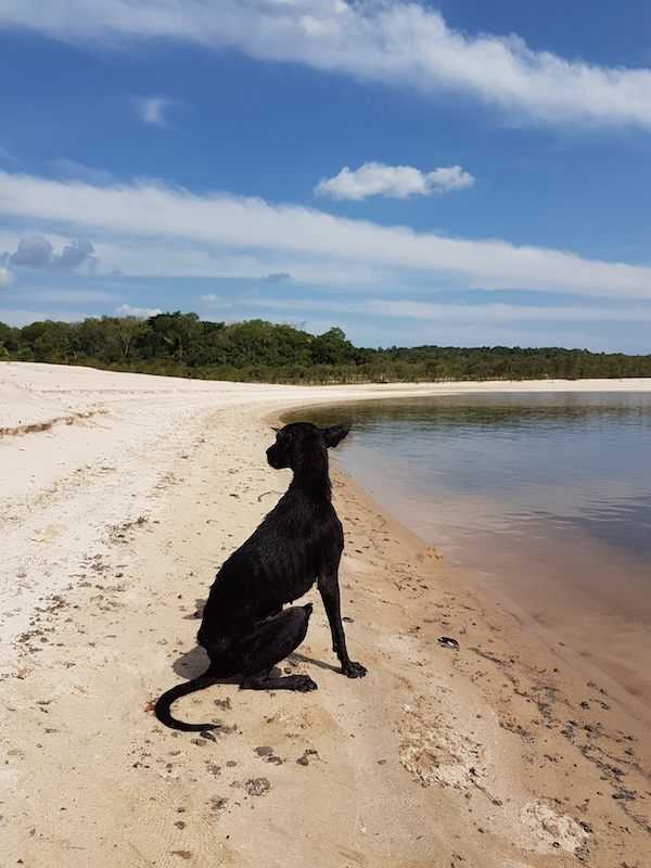 Mann auf Kreuzfahrt im Amazonas-Dschungel findet Hund auf einsamer Insel