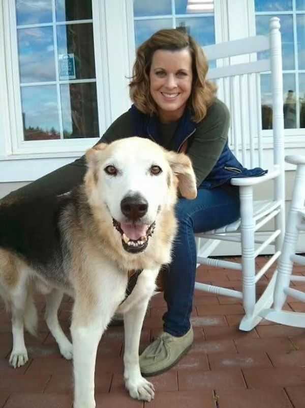 Unerwünschter älterer Hund, der sein Gesicht in die Ecke des Zwingers steckt, findet sein Traumhaus