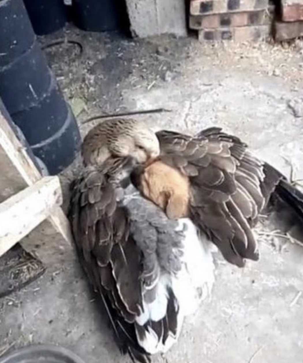 Berührender Moment, wie eine Gans einen Welpen warm hält, nachdem er auf der Straße ausgesetzt wurde