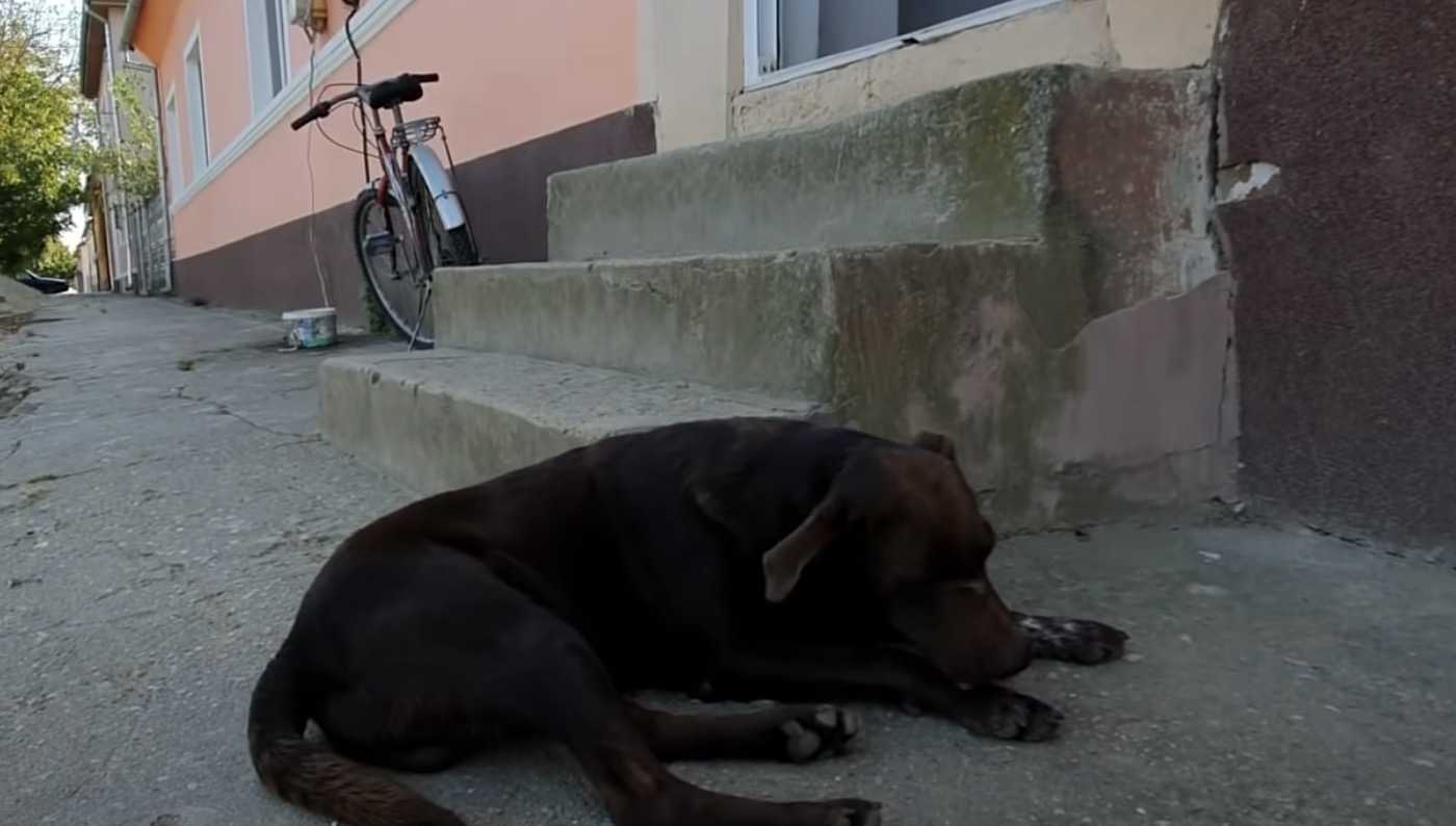 Trauriger Hund wartet jeden Tag am selben Ort darauf, dass ihn jemand rettet