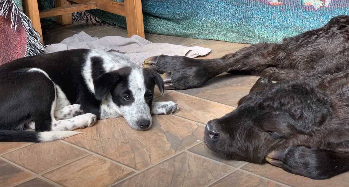 Selbstloser Welpe hilft sterbendem Kalb, das in klirrender Kälte geboren wurde