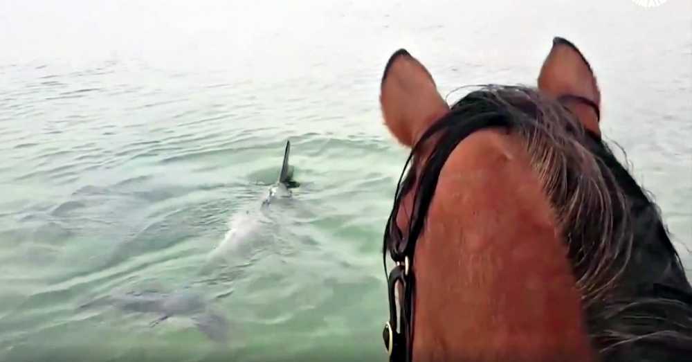 Pferd in viralem Video festgehalten, wie es im Meer trottet, um Delfine zu treffen