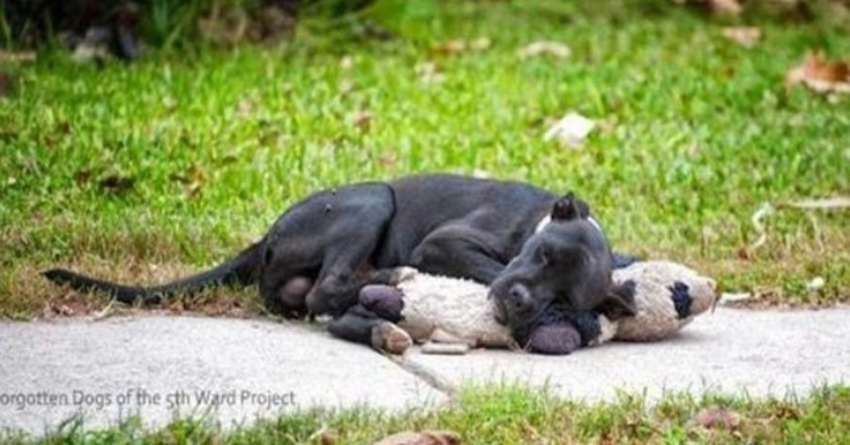 Dieser streunende Hund schläft mit einem Stofftier und niemand kümmert sich darum