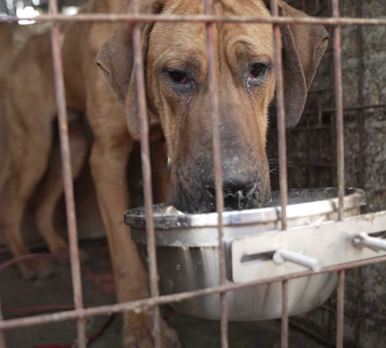 Robin, der letzte Hund, der aus der Fleischfarm gerettet wurde, hatte Angst, seinen Zwinger zu verlassen