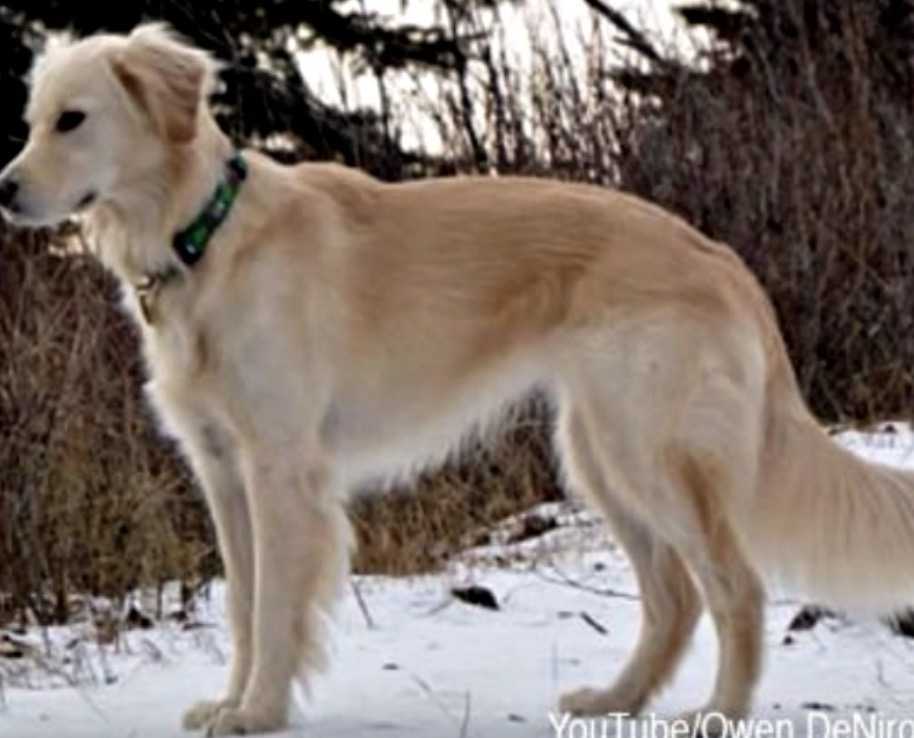 Weißkopfseeadler von Golden Retriever vor dem Erfrieren gerettet