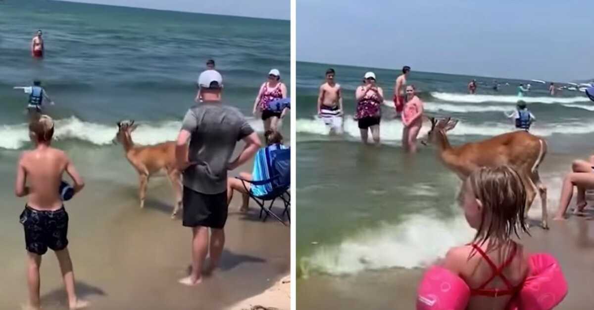 Rehe erscheinen im Wald, um einen Tag am Strand zu genießen