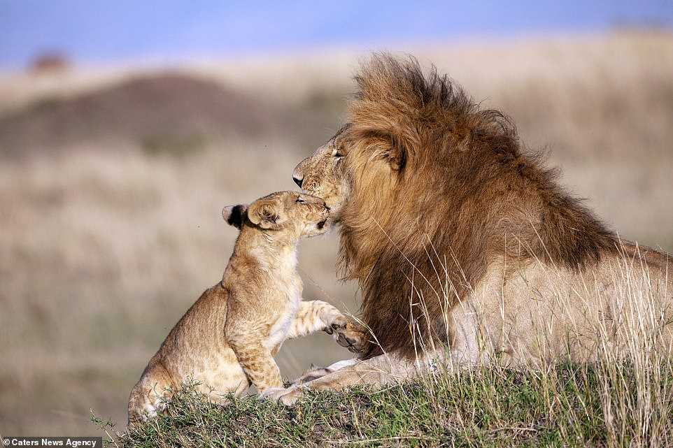 Fotograf fängt Löwenvater und Löwenjunges in magischer Umarmung ein – König der Löwen im echten Leben (+5 Bilder)