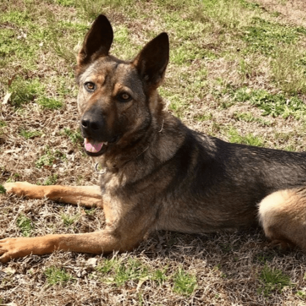 Held Deutscher Schäferhund findet 90-jährige Dame, die sich über Nacht im Wald verirrt hat