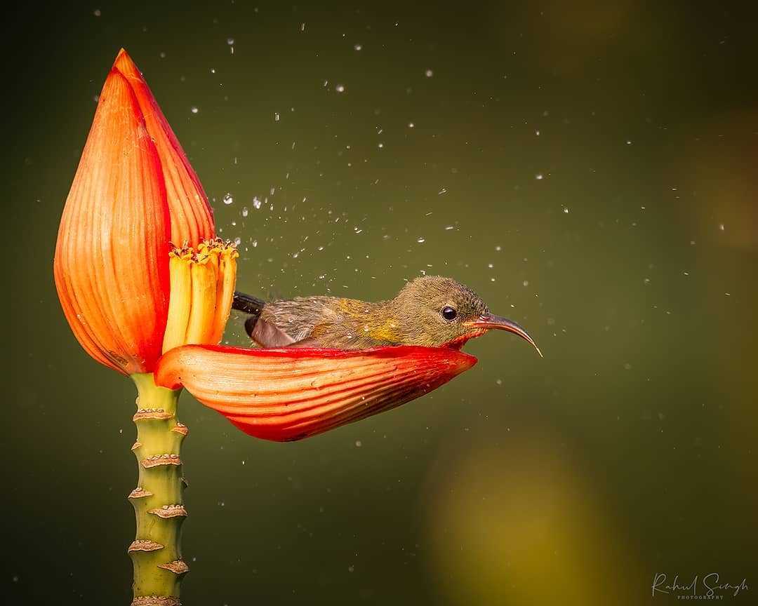 Fotograf fängt kleinen Vogel ein, der ein Blütenblatt als Badewanne nutzt