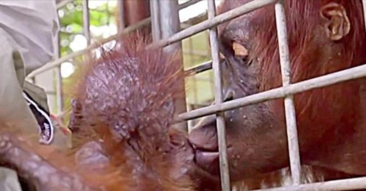 Arbeiter brechen in Tränen aus, als Orang-Utan-Mama ihr entführtes Baby wiedersieht