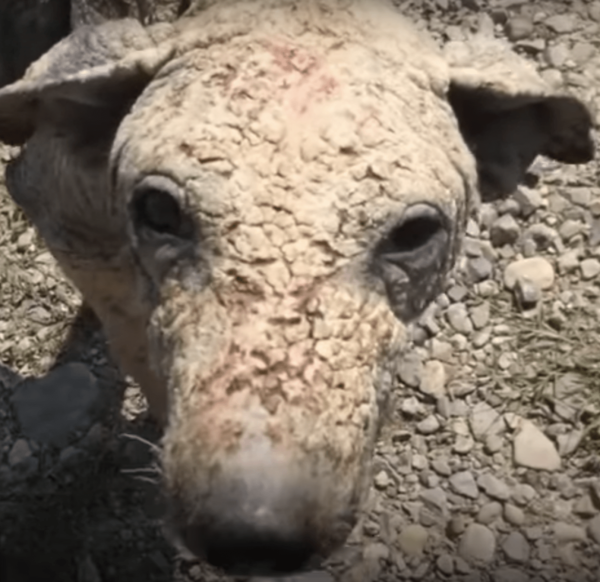 Erschöpfter und kranker Hund versuchte, sich auszuruhen, kämpfte, um wieder aufzustehen, konnte es aber nicht