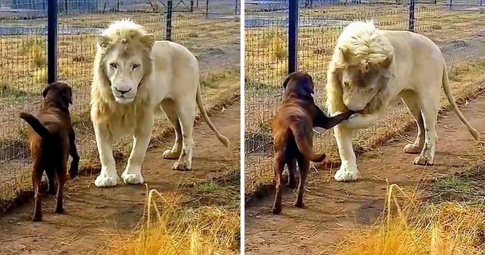 Labrador steht einem riesigen weißen Löwen gegenüber, doch der Löwe packt sie am Bein