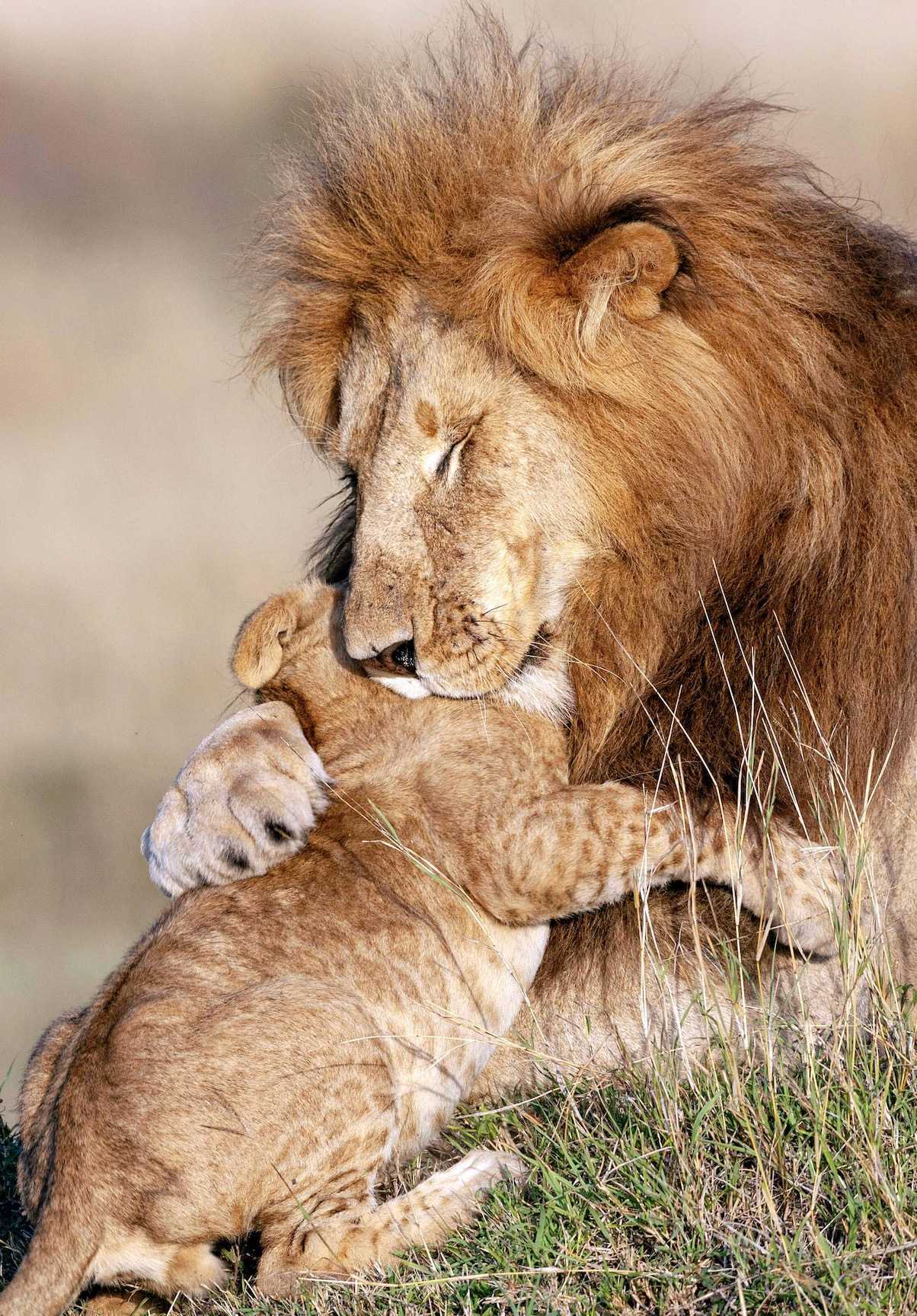 Echter König der Löwen (7+ Bilder) – Fotograf fängt Löwenvater und Löwenjunges in magischer Umarmung ein